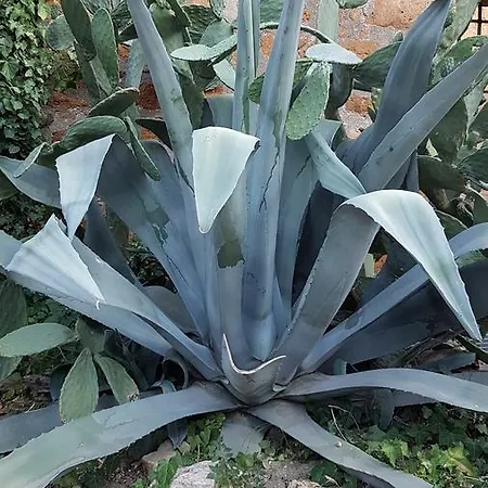 Il Cortile Del Marchese Beccadelli * Sambuca di Sicilia